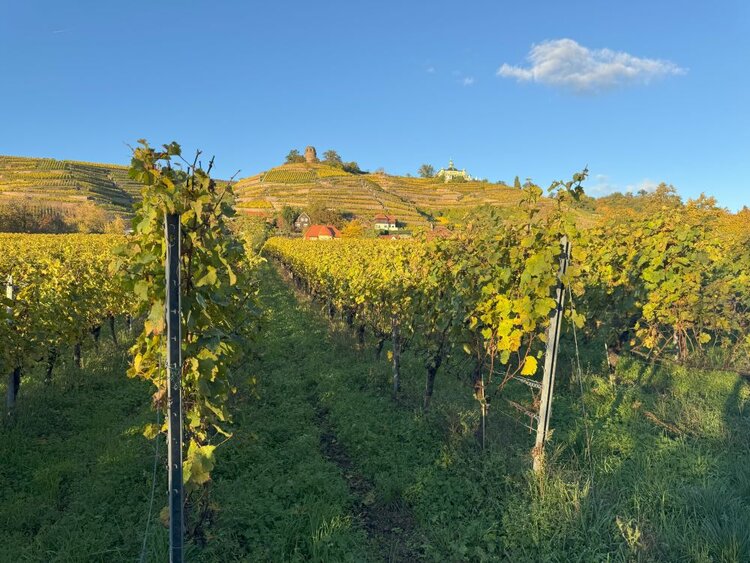 Ein Wiedersehen in Dresden – 9. ESO-Seniorentreffen mit Wein, Geschichte und guter Laune Weinberg im Herbst: Gelb-grüne Reben in Reihen, sanfte Hügel mit Weinbergen. Im Hintergrund ein Turm, Häuser und ein kleines Kirchlein. Klarer, blauer Himmel mit einzelnen Wolken.