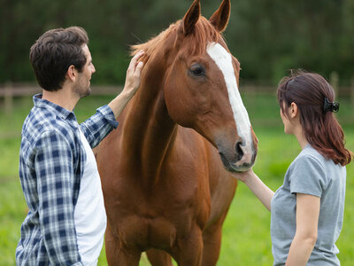 Zwei Personen stehen auf einer grünen Wiese und streicheln gemeinsam den Hals eines braunen Pferdes mit weißer Blesse (weißer Streifen auf der Stirn). Die Person links trägt ein blau-weiß kariertes Hemd und hat die rechte Hand auf dem Pferdehals liegen. Die Person rechts trägt ein graues T-Shirt und streichelt mit der linken Hand den Hals des Pferdes. Das Pferd steht ruhig zwischen ihnen und blickt nach vorne. Im Hintergrund sind ein Holzzaun und grüne Bäume zu sehen, die eine ländliche, friedliche Atmosphäre vermitteln.
