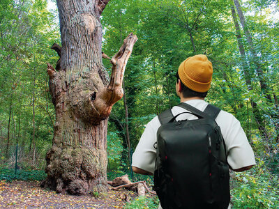 Eine Person steht in einem dichten Wald und betrachtet einen alten, markanten Baum mit einem verdrehten, knorrigen Stamm. Die Person trägt eine gelbe Strickmütze, ein weißes T-Shirt und einen schwarzen Rucksack. Der Wald ist grün und lebendig, mit vielen Bäumen und Sträuchern im Hintergrund. Am Boden liegen Blätter und kleine Äste, die den Weg bedecken. Die Atmosphäre wirkt ruhig, naturnah und einladend für eine Wanderung oder Erkundungstour.